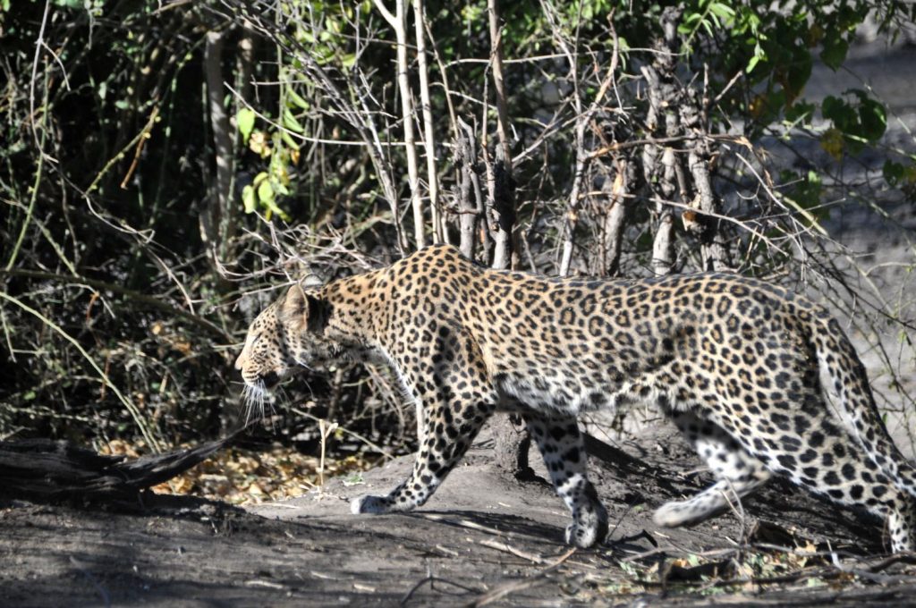 leopardo in Botswana