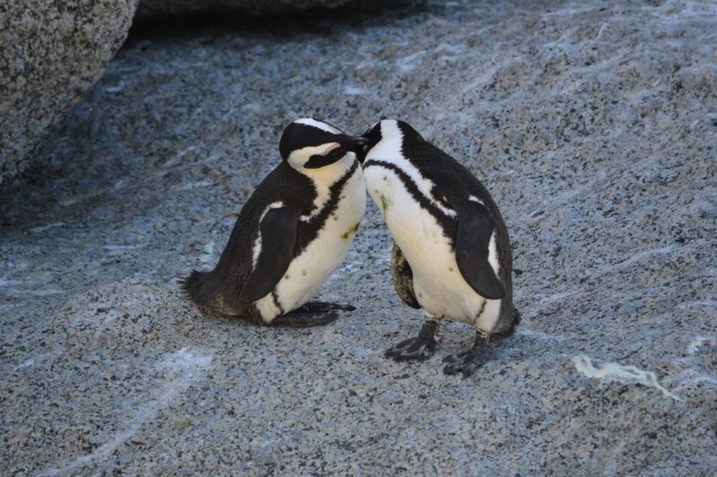 Pinguini del Sudafrica a Città del Capo