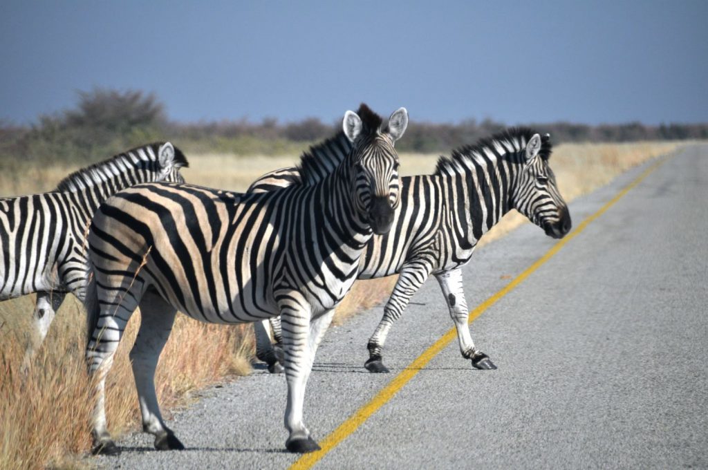 Walking Safari - zebre