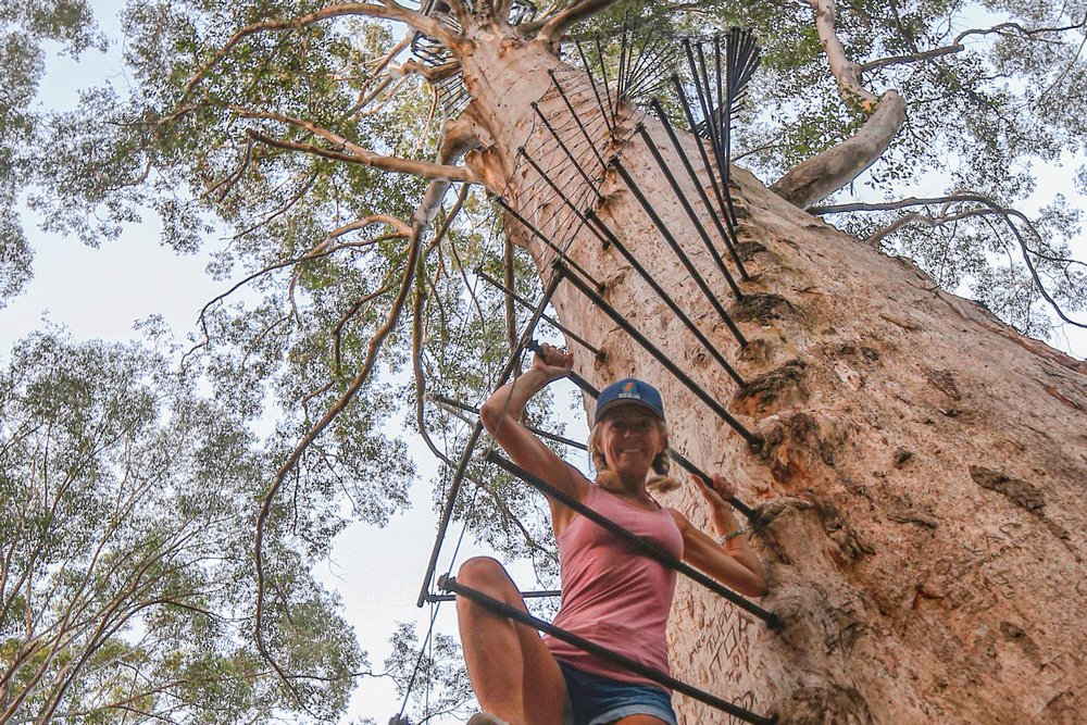 Anna Disegna di La tartaruga volante al Tree Top Walk, in Western Australia Anna Disegna di La tartaruga volante al Tree Top Walk, in Western Australia
