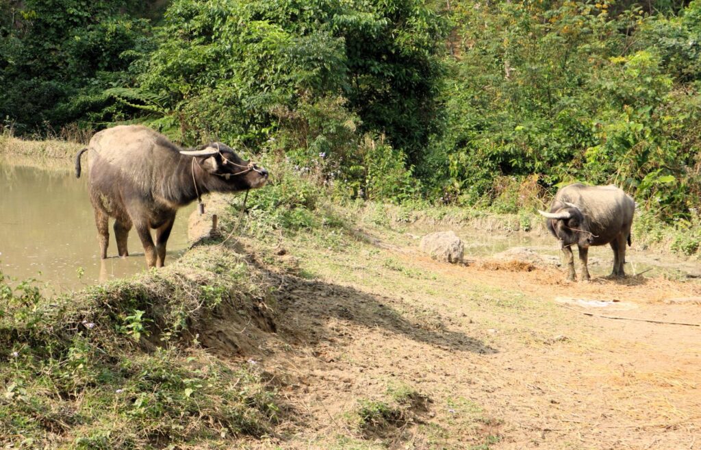 Due bufali in una risaia terrazzata nelle montagne di Hoang Su Phi, Vietnam