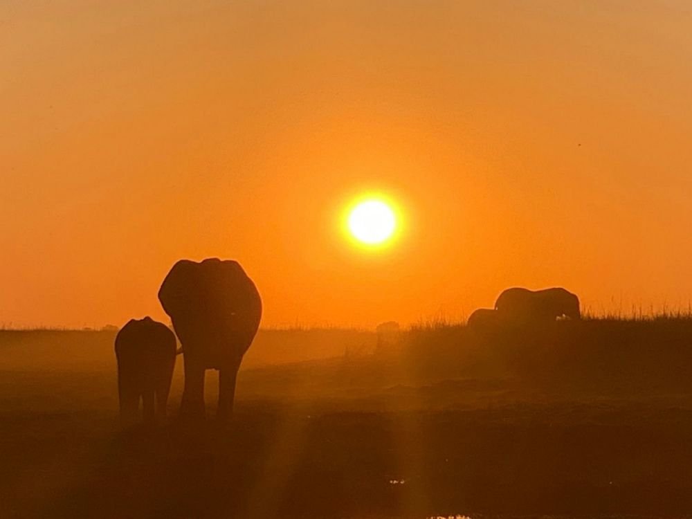 elefanti al tramonto