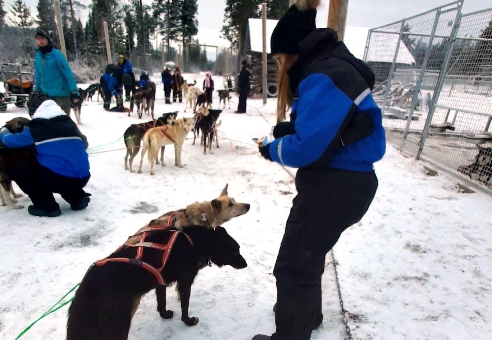 Escursione in slitta con gli husky in Lapponia