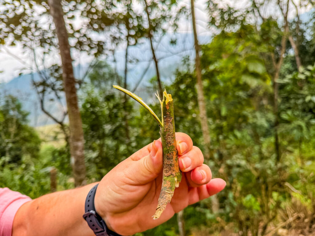 Pianta di cannella, Ha Giang, Vietnam