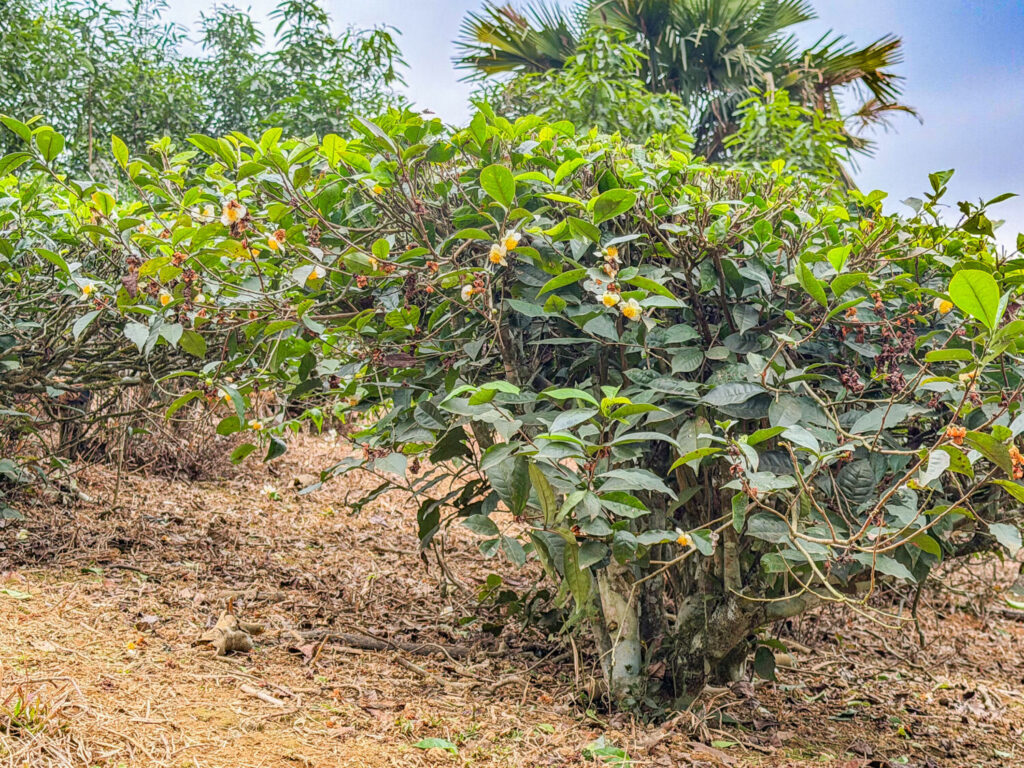 Arbusto di tè in una piantagione vicino a Ha Giang, Vietnam