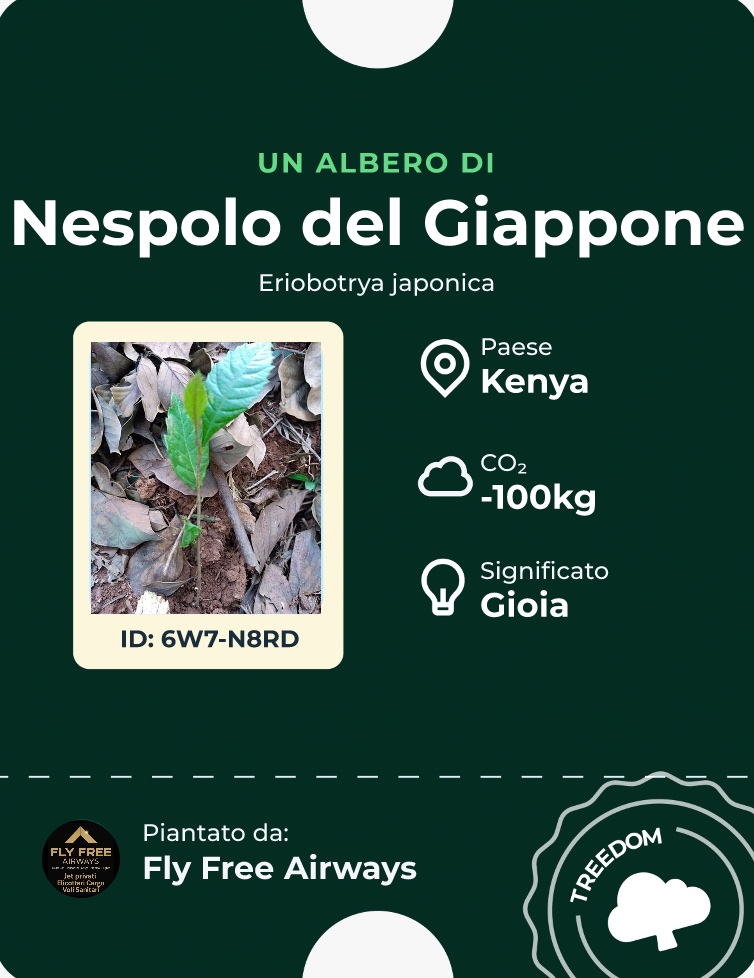 Carta di identità di uno degli alberi piantati nella foresta Treedom di Fly Free Airways