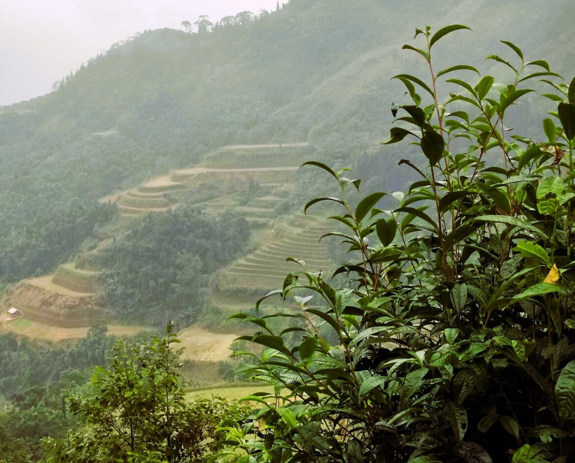 Pianta di tè tra le montagne e le risaie di Hoang Su Phi, Vientam