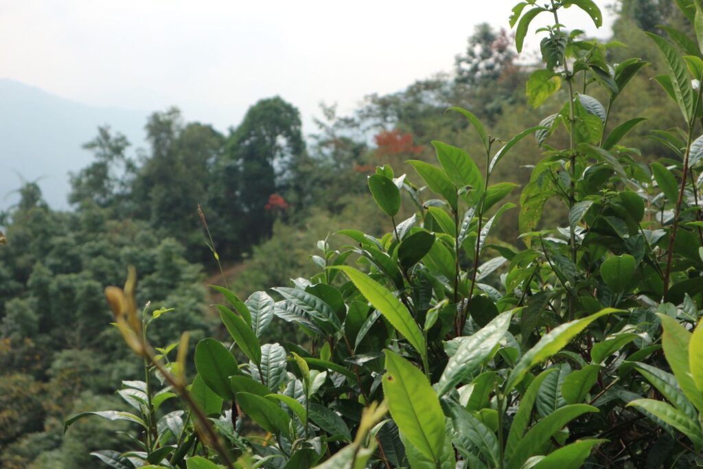Pianta di tè tra le montagne di Hoang Su Phi, Vientam