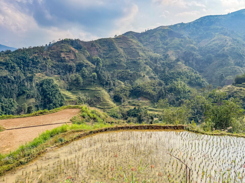 Risaie nel nord del Vietnam