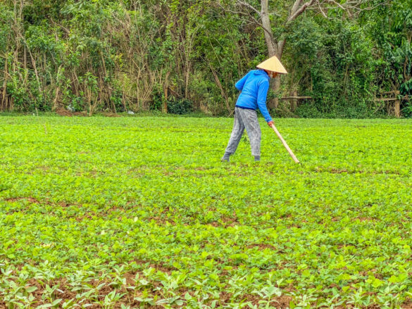 Contandina lavora nelle risaie in Vietnam