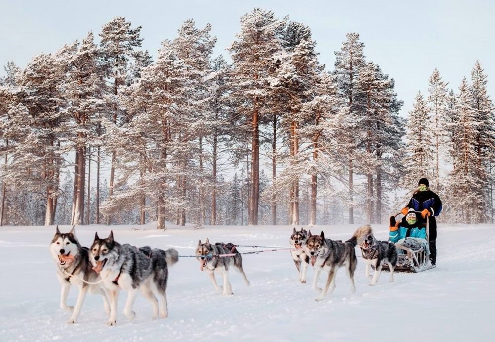 Escursione in slitta con gli husky in Lapponia