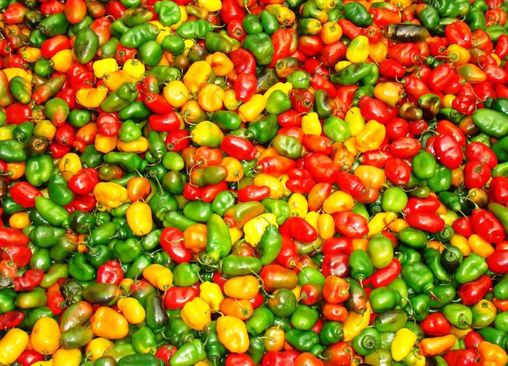 varietà-peperoni-perù