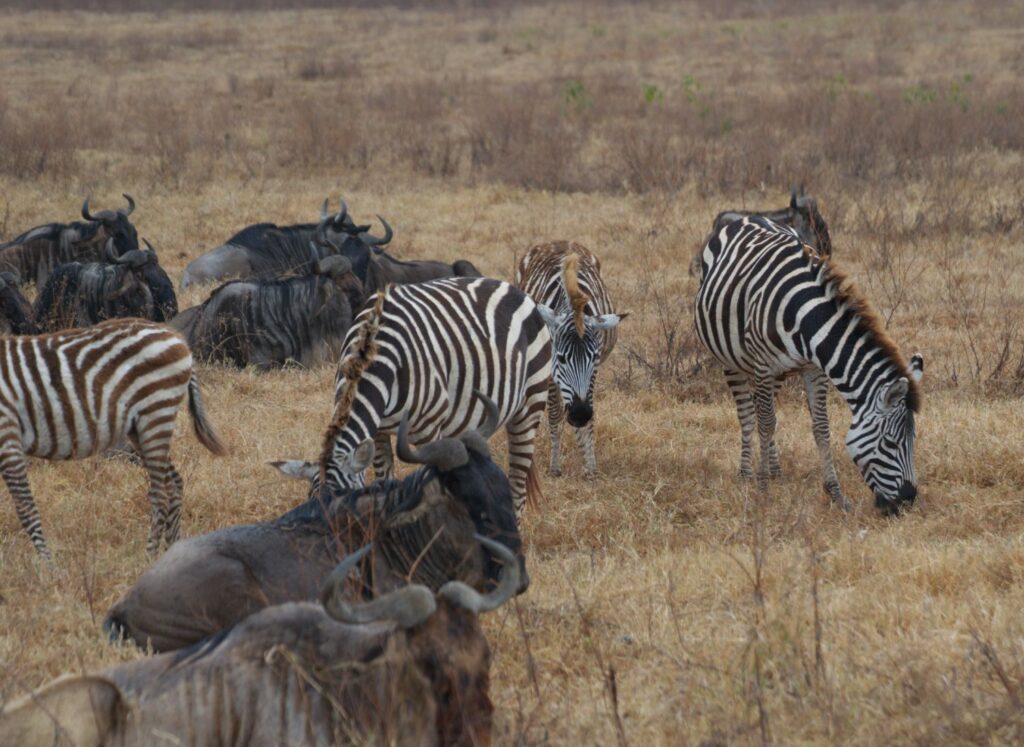 Zebre e gnu pascolano fianco a fianco nelle pianure del Serengeti, in Tanzania